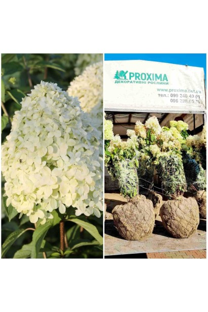 Гортензія Лаймлайт - ком50кг/вис.100-120см/Ø80-100см